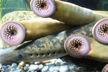 Desde el año 1961, #Arbo ha celebrado ininterrumpidamente las ediciones de la que es su fiesta más importante, siendo también de las más antiguas de España. Miles de asistentes abarrotan cada año los restaurantes de la villa y los... periodistadigital.com/elbuenvivir/20… #lamprea #Galicia