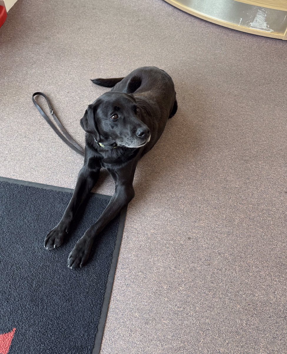 We are a pet-friendly office 🐶 and every dog that visits us heads straight for the biscuits bowl. Harley found more than one… and now we’re his best friends.

#petfriendly #dogs #venetianmarina #realiseyourdream