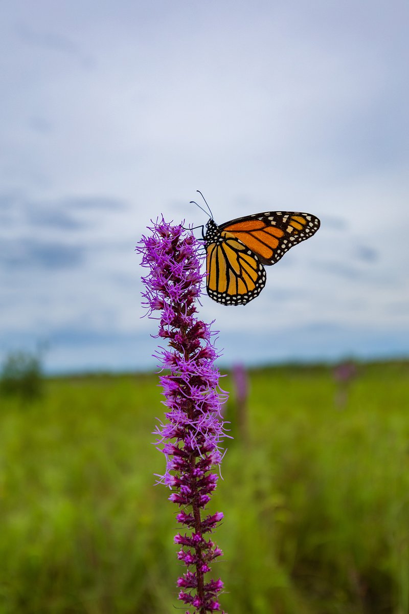 U.S. Fish and Wildlife Service tweet media