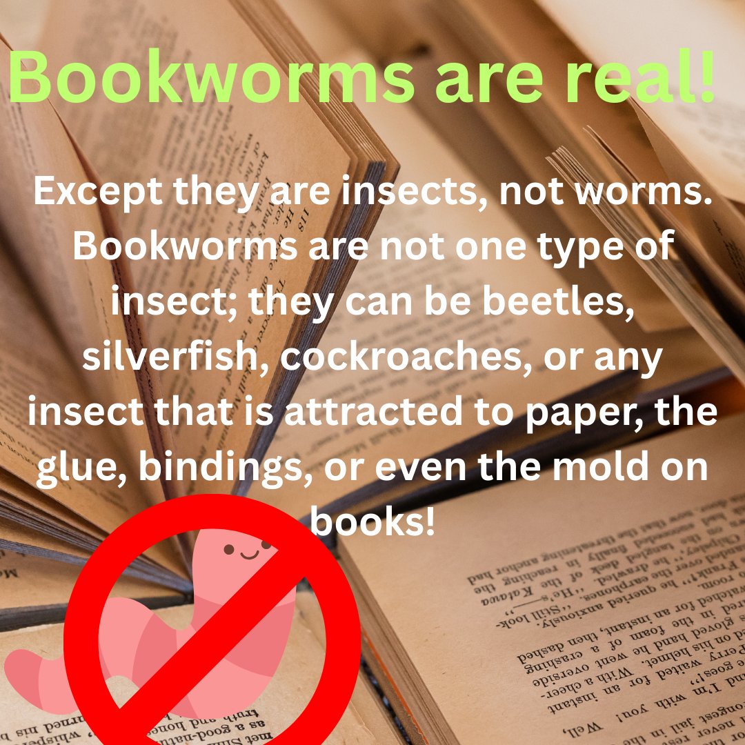 Bookworms are cool! But...maybe less cool when they eat your books #bookstagram #science #sciencefacts #steameducentres