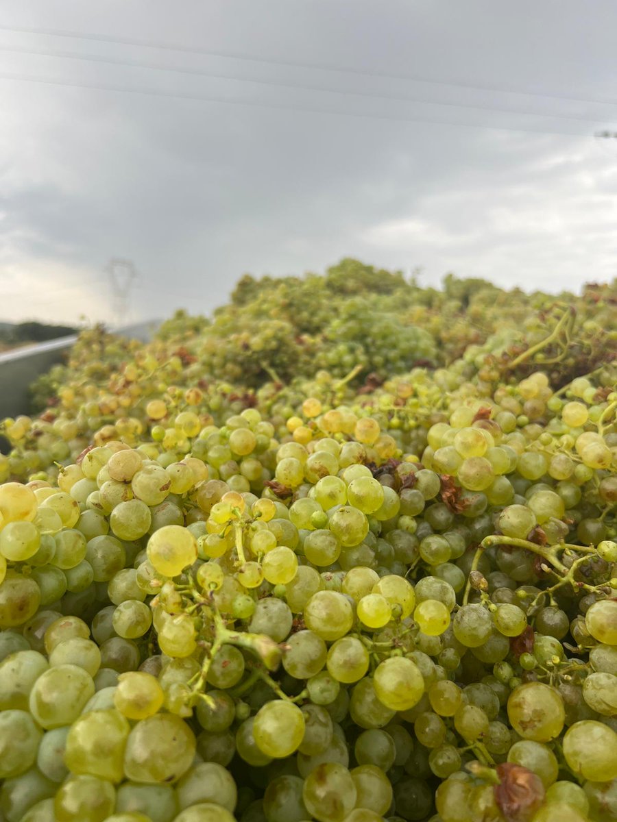 🍇 Aquesta setmana hem començat la verema a Mas Perdut!
Els primers raïms que hem collit són els macabeus, plens d’aroma i d’essència mediterrània. 🌿✨
Un nou inici que marca el camí del nostre vi d’aquest any. 🥂

#Verema2025 #Macabeu