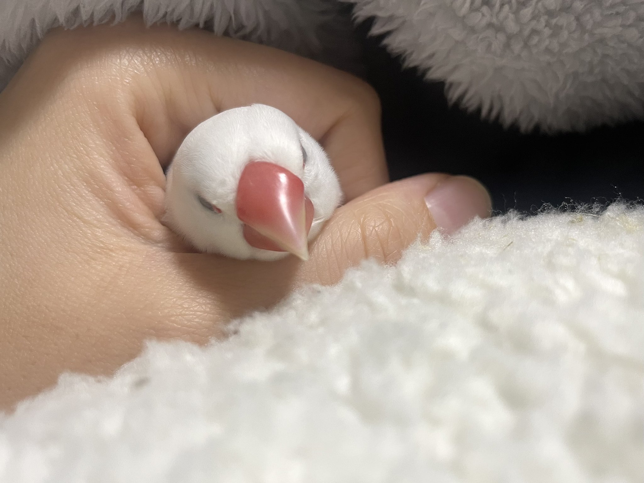 白鷗【小鳥＝羽虫無心】肉質画 白鷗【小鳥＝羽虫無心】肉質画 白鷗【