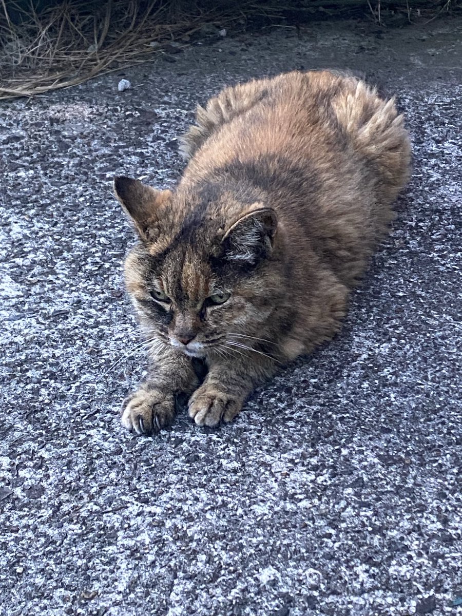 ねこ先輩 on X: 