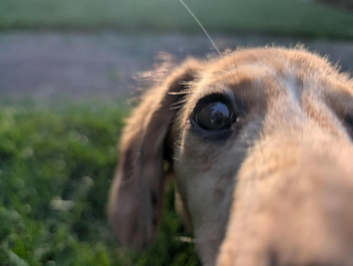 MeGoneRVing's tweet image. My friend Alicia, who owns North Idaho's Paws and House Sitting, sent me this last night night. #postfalls #northidaho