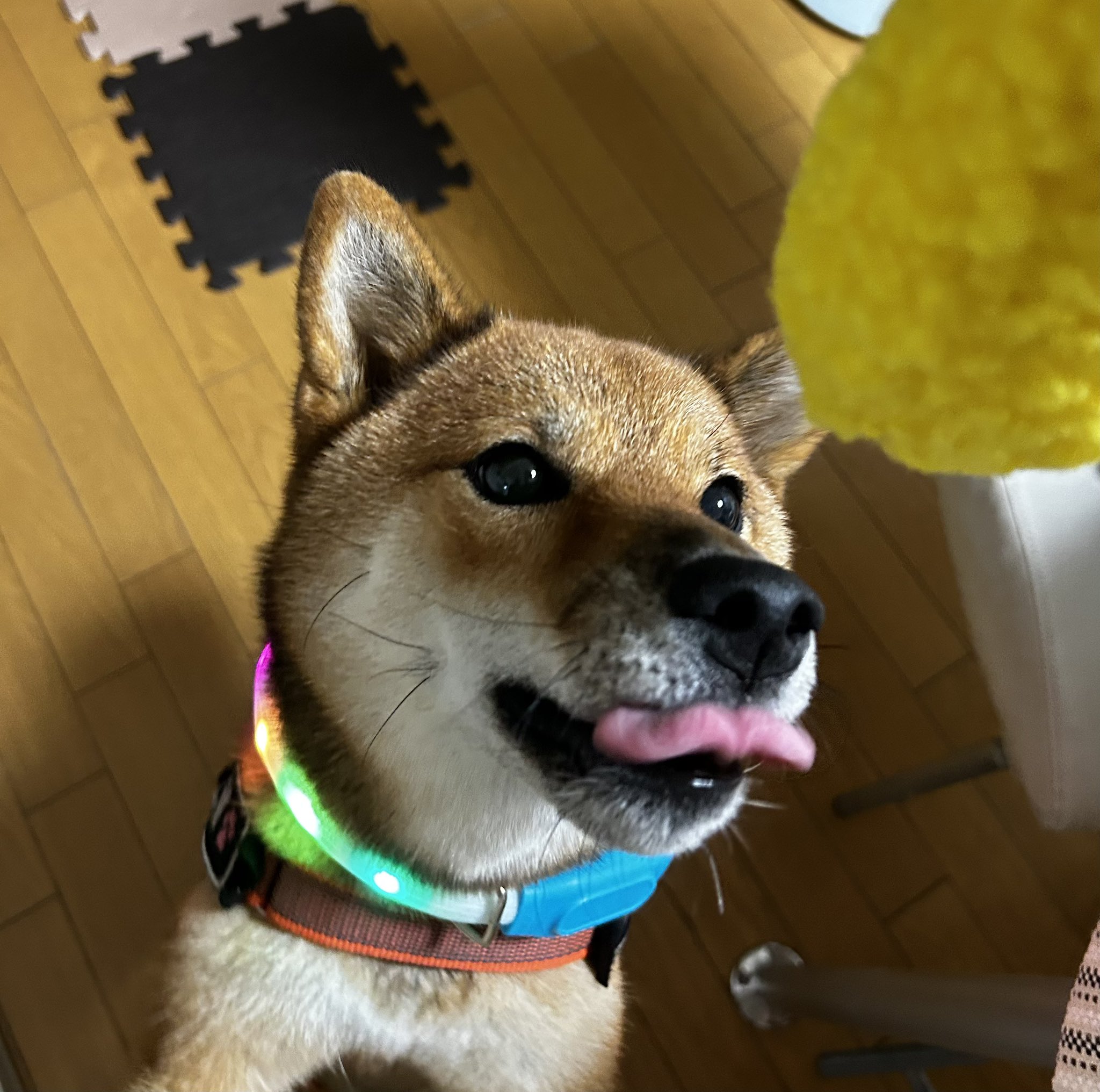 柴犬のりお様 飼い主様決定の子犬 ID3232紅ノ竜王号 | 【柴犬.net】柴犬専門