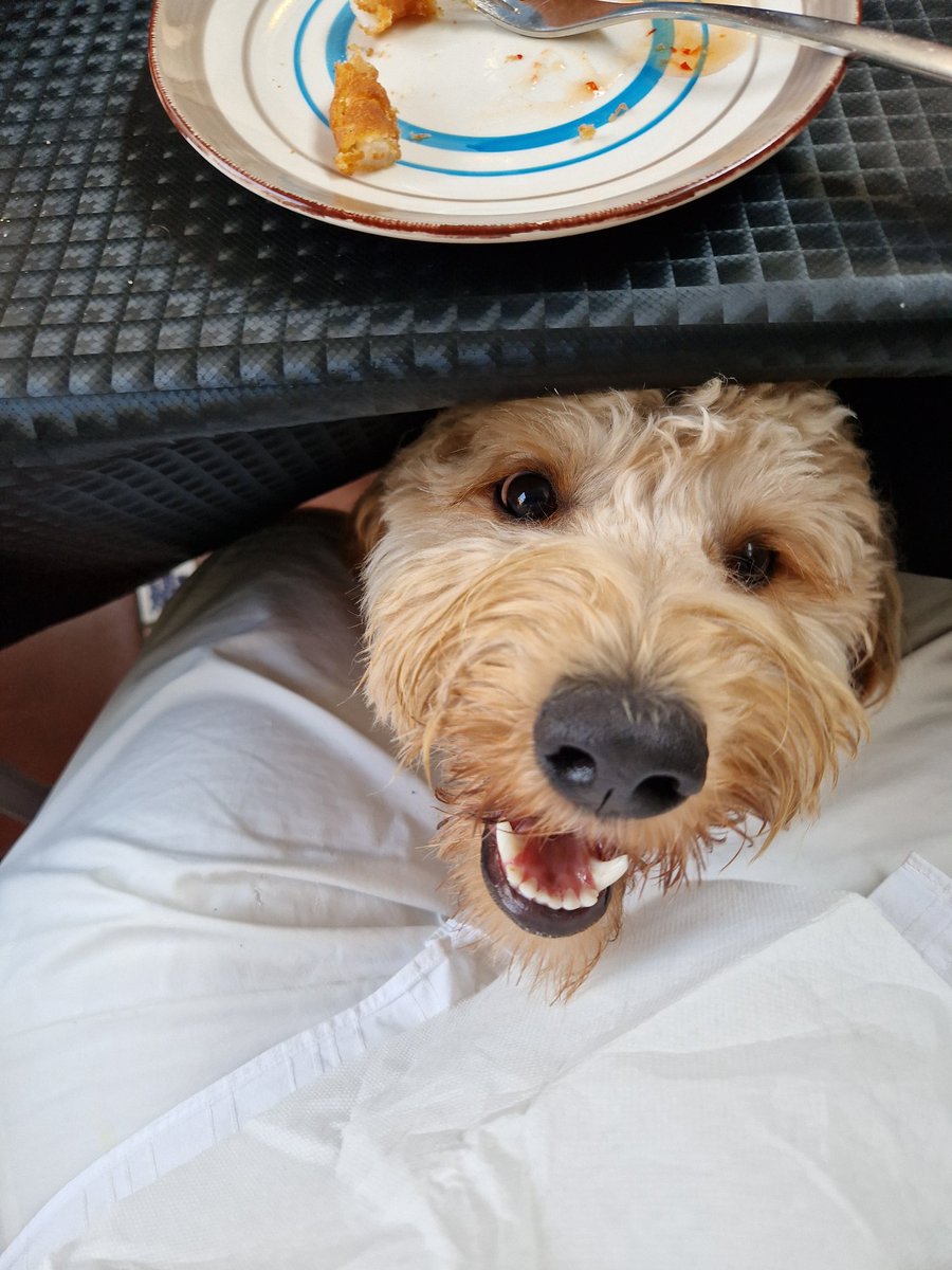 Dinner with intruders 😆