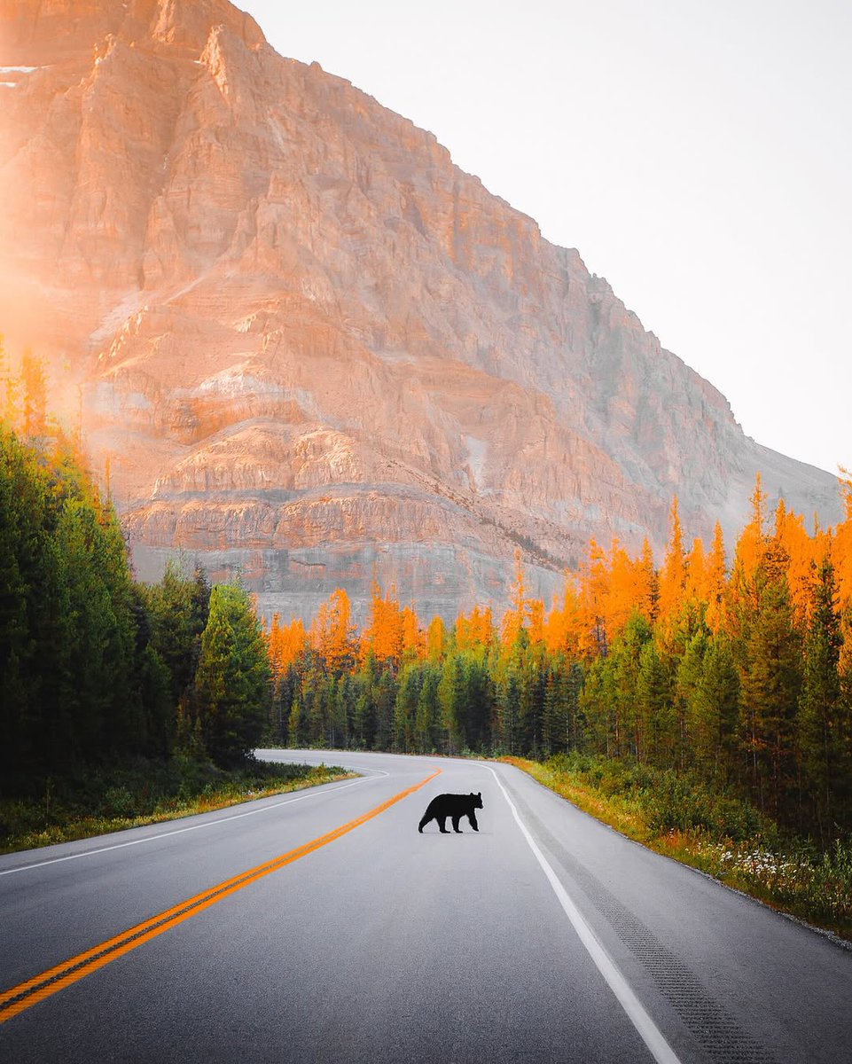 visualsofearth1's tweet image. Summer in the Canadian Rockies