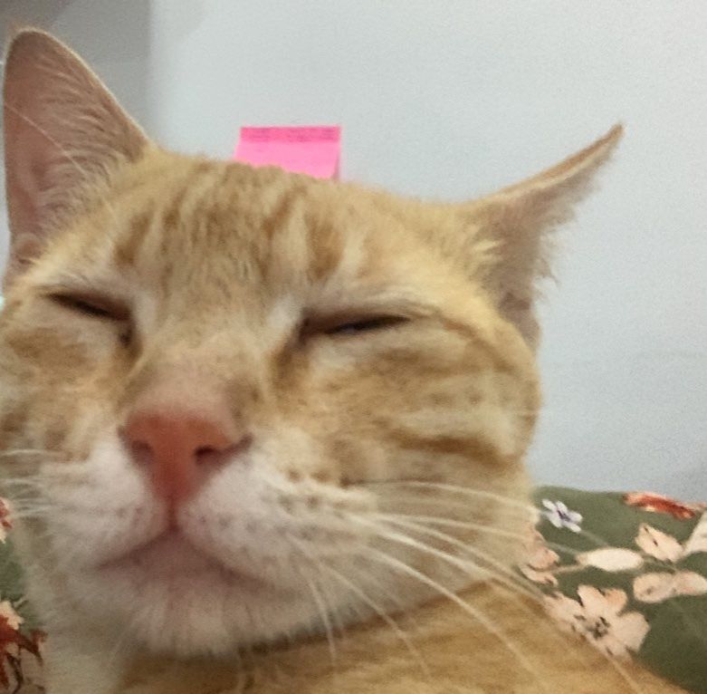 a friend of mine has a frequent trespasser, she has given it a name, “nameless”.
the cat is pregnant, the friend named nameless’ boyfriend “hardly” .
Hardly got its name, because he is hardly there.