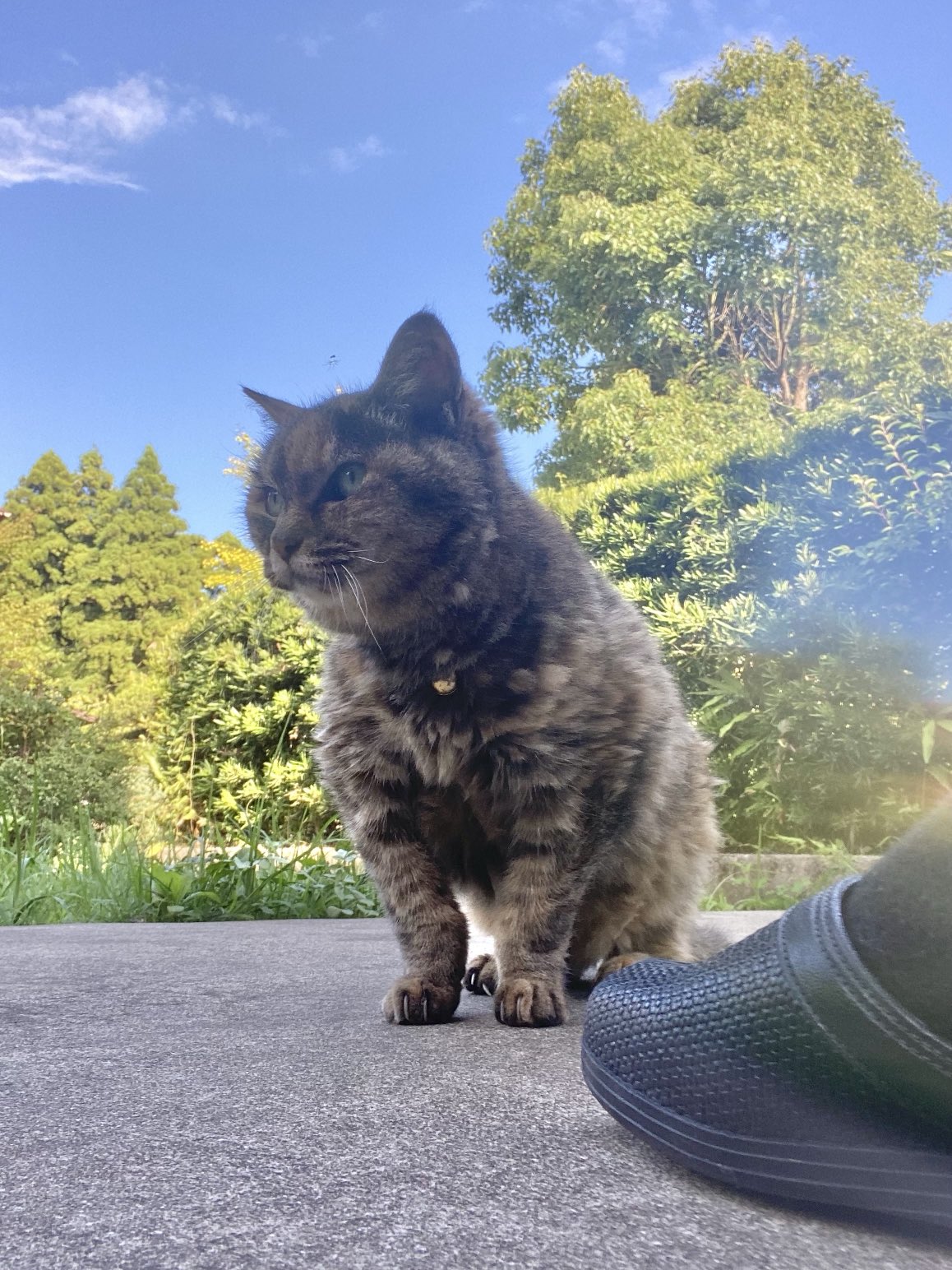 ねこ先輩 on X: 