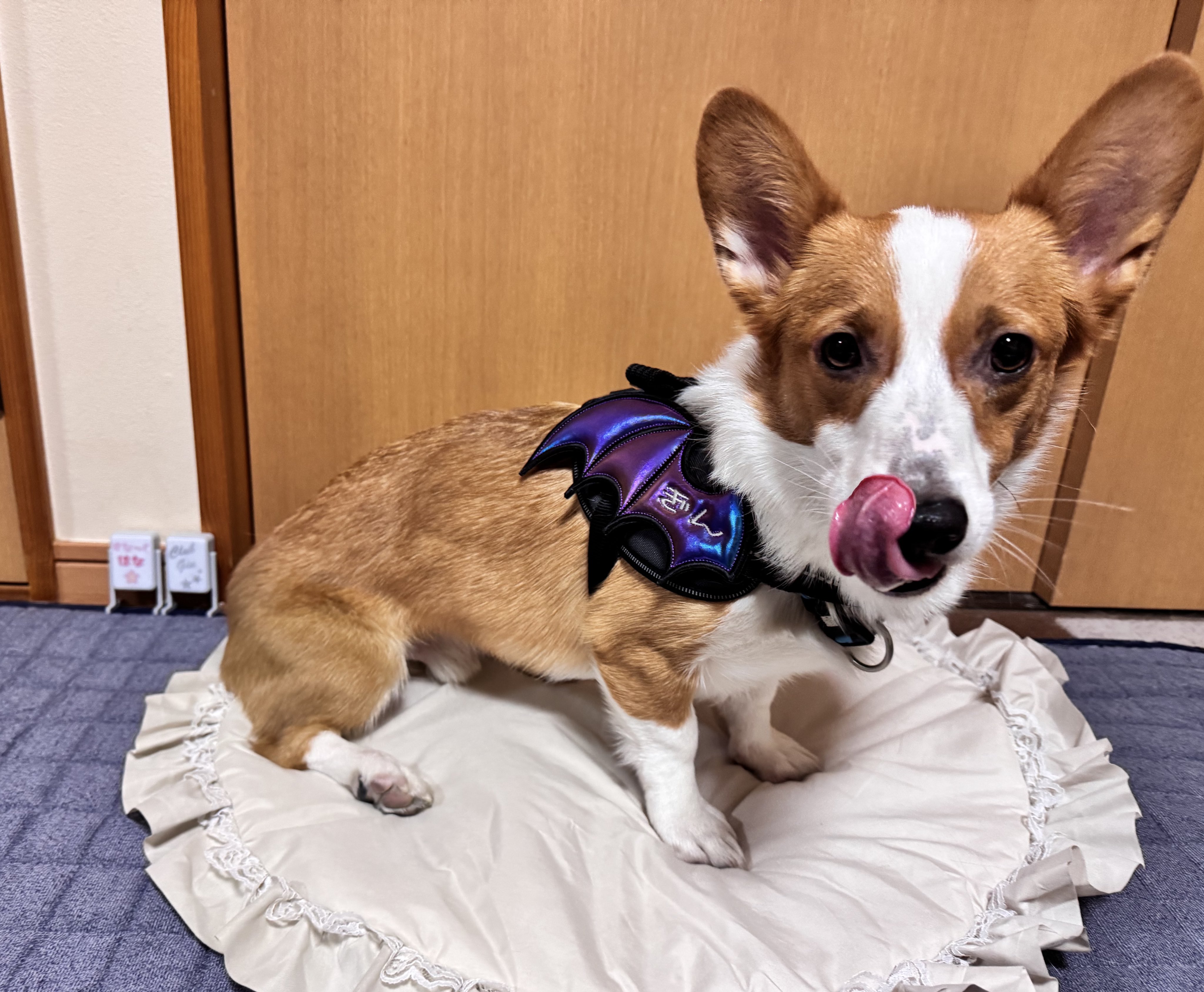 咲く花あきちゃんページ❣️キャバリアオーダー犬羊毛フェルト RufusAries（お犬様グッズ用アカ）🪽 on X: 