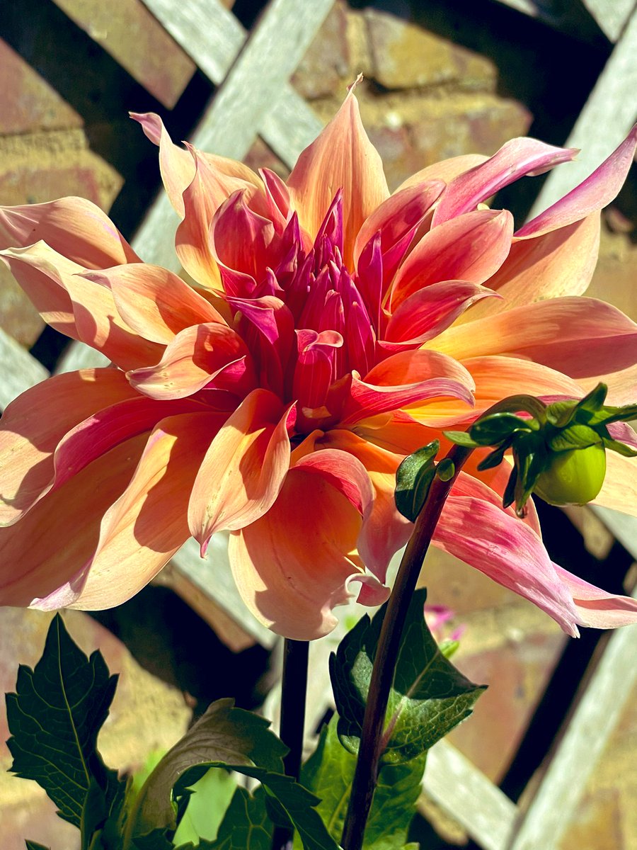 I give you Labyrinth, my favorite dahlia. A plant has to be uniquely outstanding for me to remember its variety!!! 🤣
Have a wonderful day 
#flower #dahlia #garden #gardening