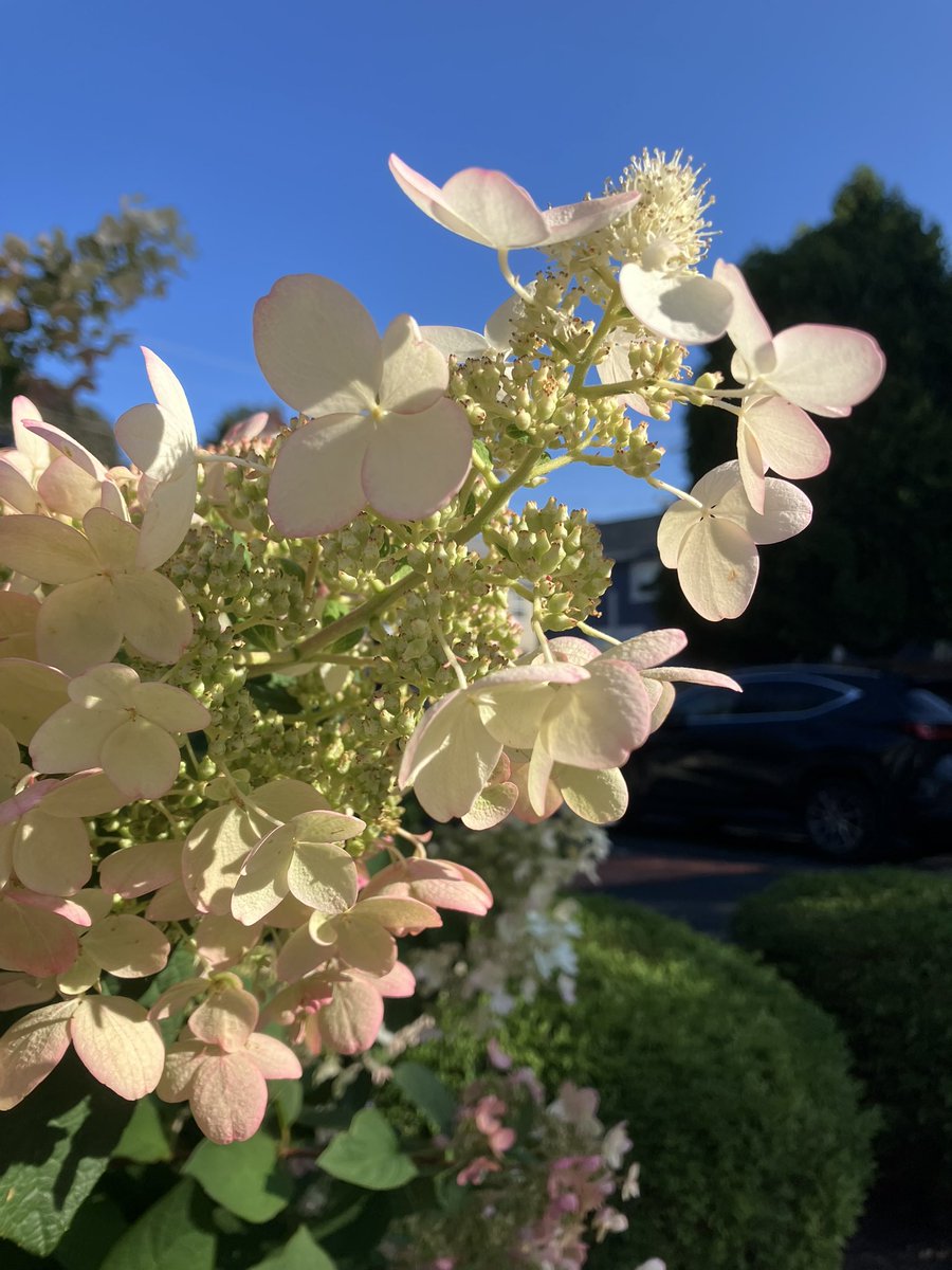 Some photos from this morning's walk