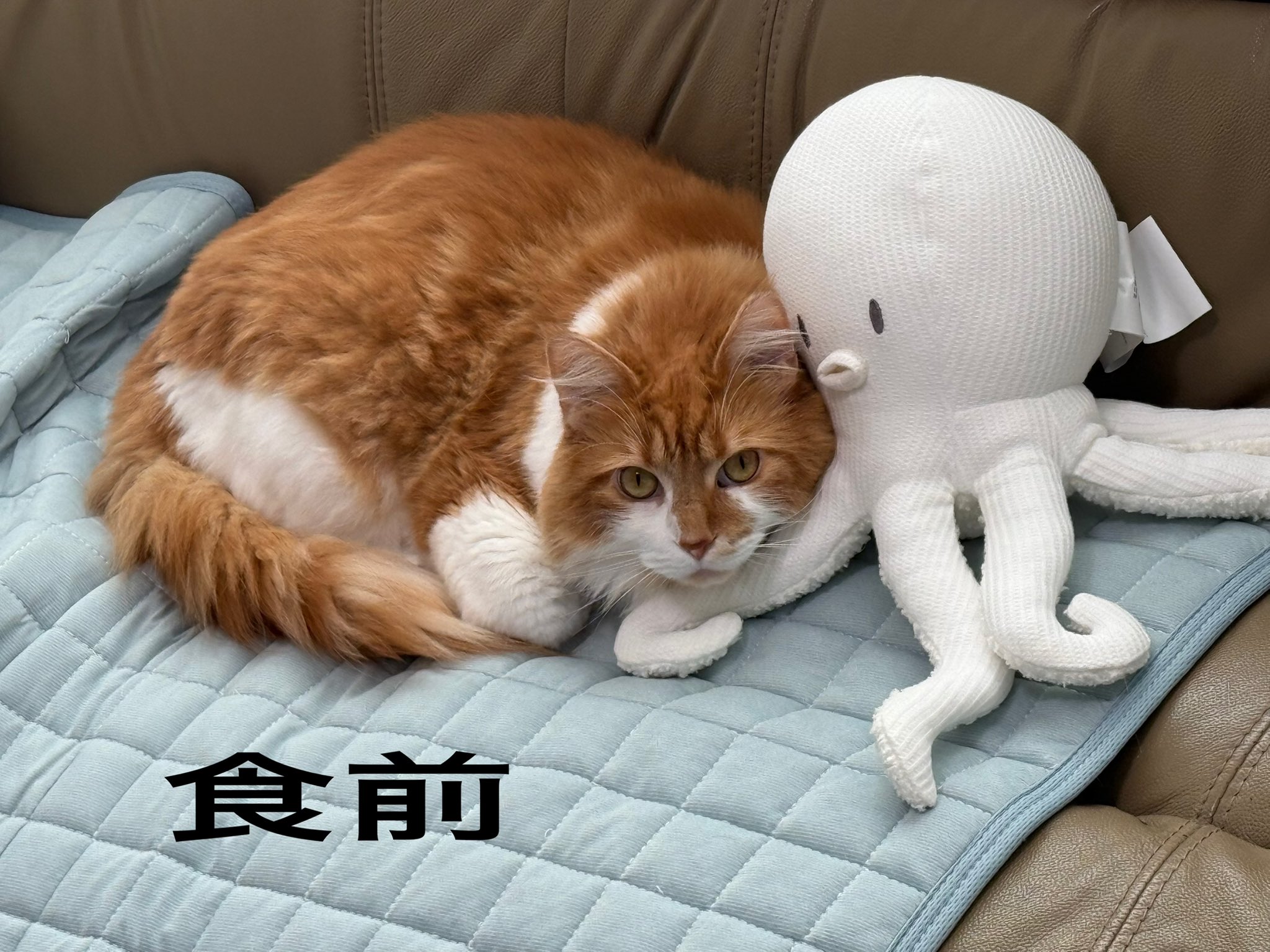 P (メインクーン飼いました) on X: 