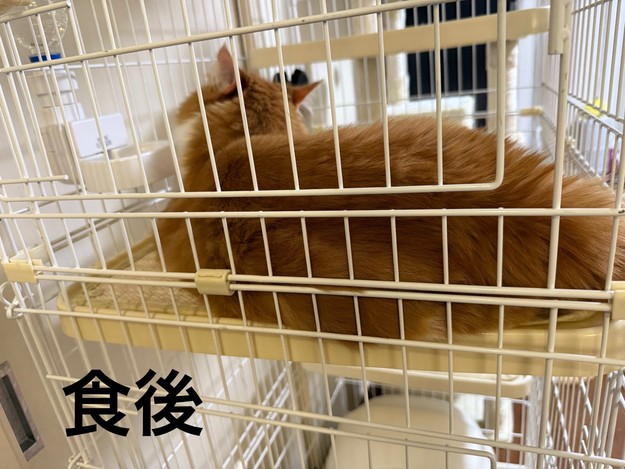 P (メインクーン飼いました) on X: 