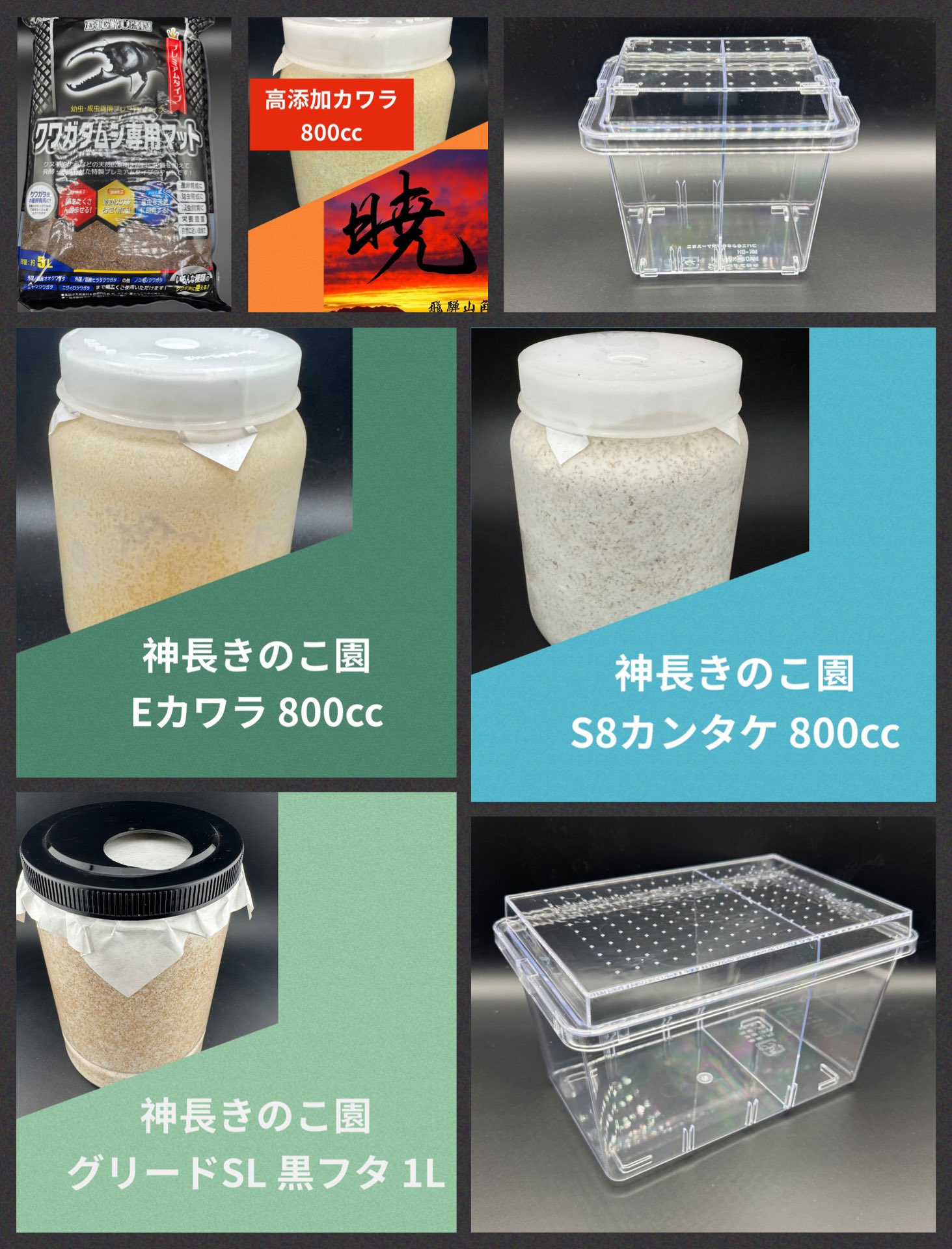kenkouappa　まとめ売り KPW公式｜昆虫生体・標本・オークション on X: 