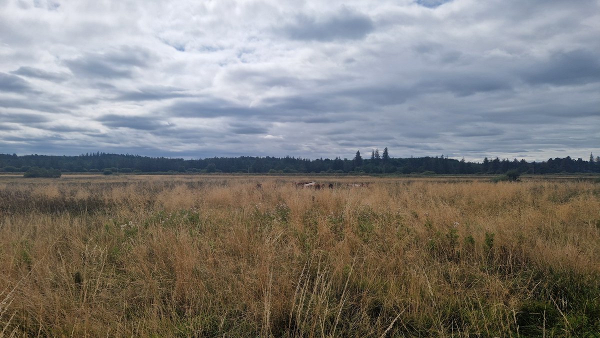 There are some coos in there!