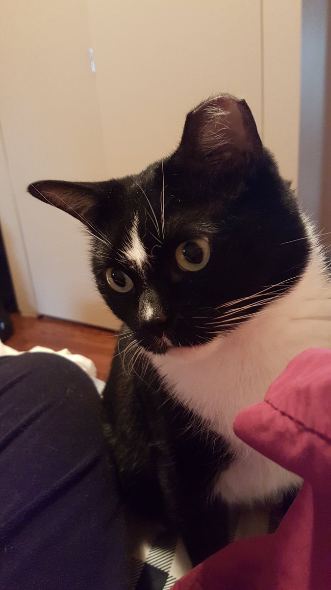 elaine levine tweet media