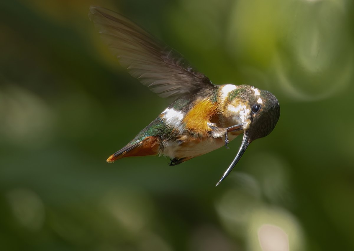 ¡Uno de los grandes misterios resueltos!

Si, los colibríes se rascan mientras vuelan....😅😅😅 

Fótico captada en el momento infraganti...

#SabadoDeColibries