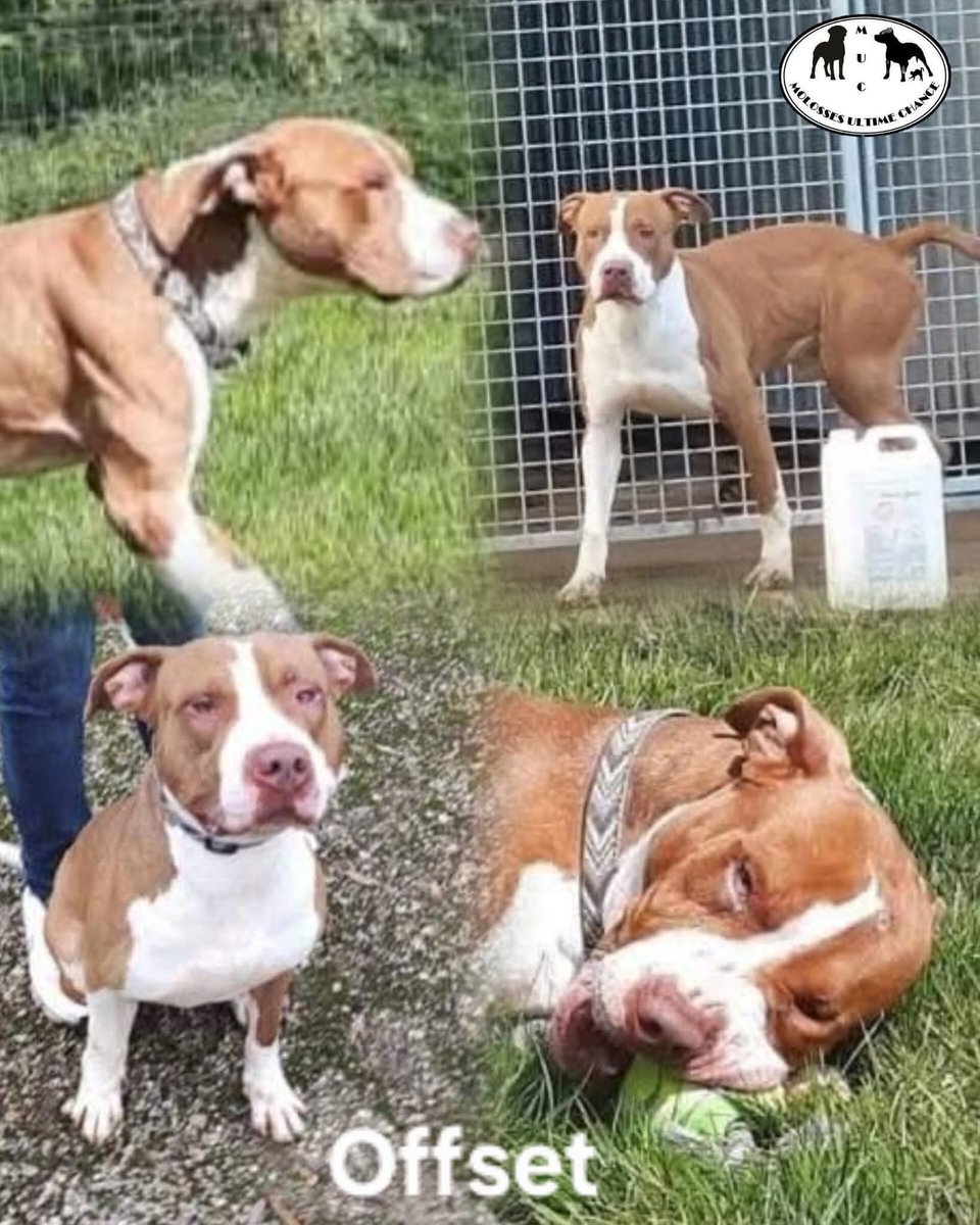 20320Vero's tweet image. Recherche famille en or dans le Nord Pas de Calais ou départements limitrophes ⚠️ Molosse Ultime Chance facebook.com/share/1Zcbbei5…