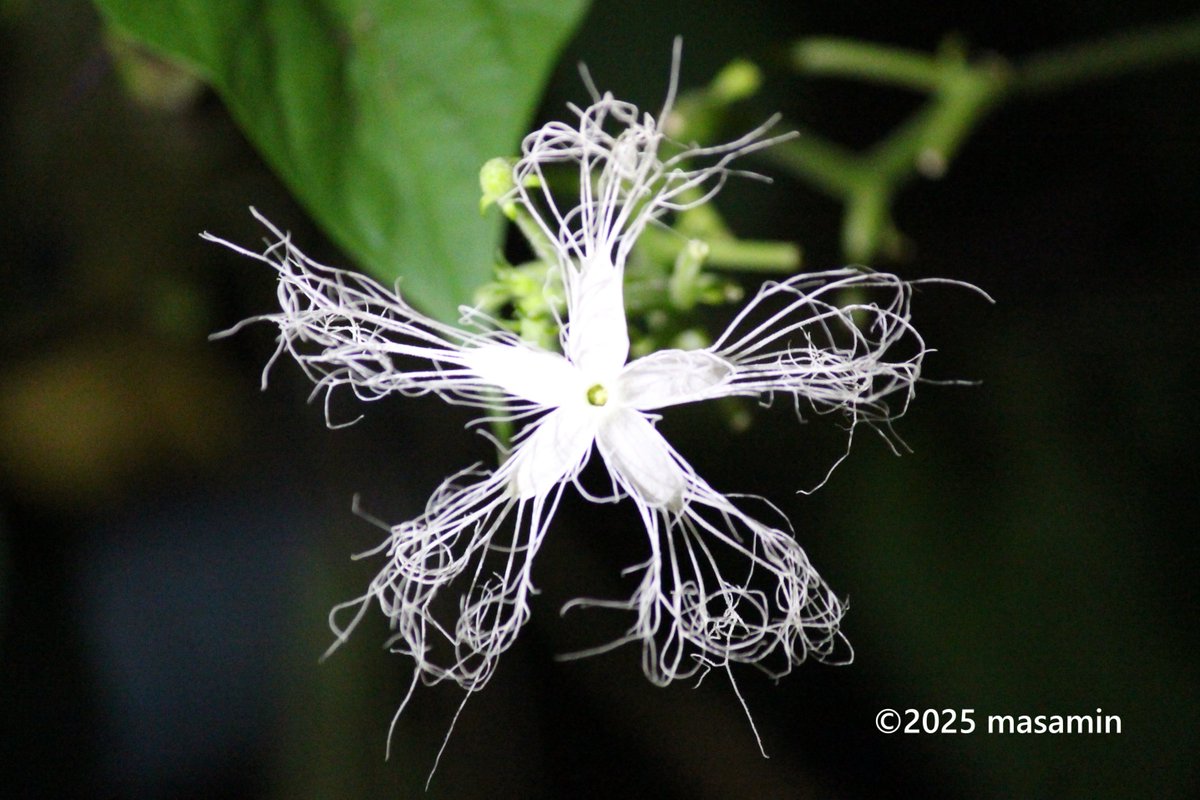 こんばんは🤗

#ヘビウリ （蛇瓜）
学名　Trichosanthes anguina
英名　Snake gourd
ウリ科カラスウリ属

#京都府立植物園 観察温室にて on Jul 24, 2025