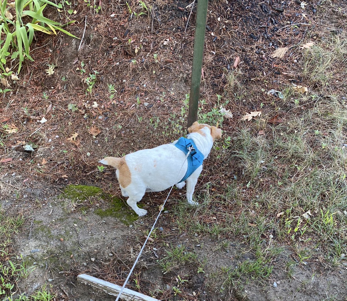 DaisyMaeJack's tweet image. Me and my short tail did a thorough inspection on pawtrol dis morning. All clear 🫡 Hope you has a great Saturday frens 🐾♥️ #shorttailSaturday #STS #ZSHQ #dogsofX #dogs