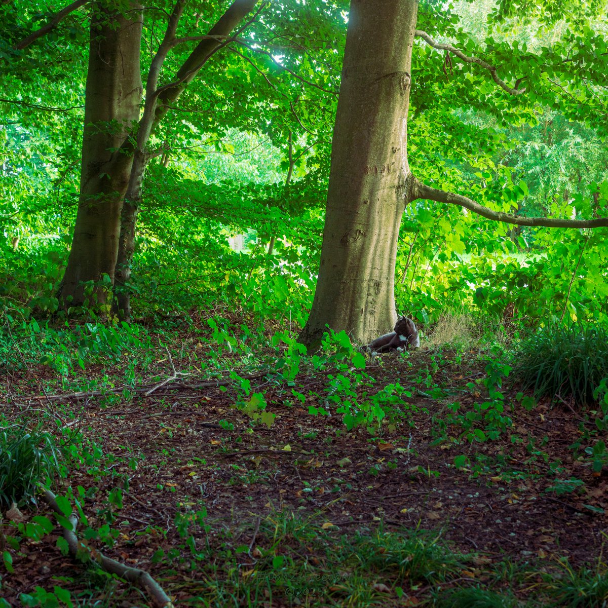 dan23freedom's tweet photo. Camouflaged Cat's Calm Charade
·
📷 1/25 sec at f/5,6, ISO 2000, 50 mm standard 24-50mm —👤 #dan23freedom
#Photography #NatureWalk #Germany #iLoveTrees #WoodlandWander #EmeraldGreens #ForestFeline #HiddenCat #QuietObservation #PretendingCat #NaturalCamouflage #Ephemeral https://t.co/fuEAdb2H50