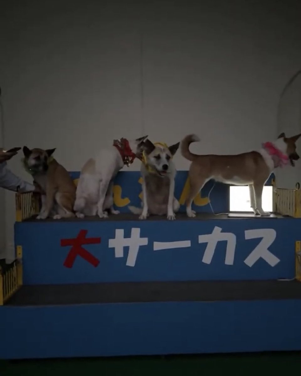 猿犬goちゃん　2体 猿犬goちゃん2体