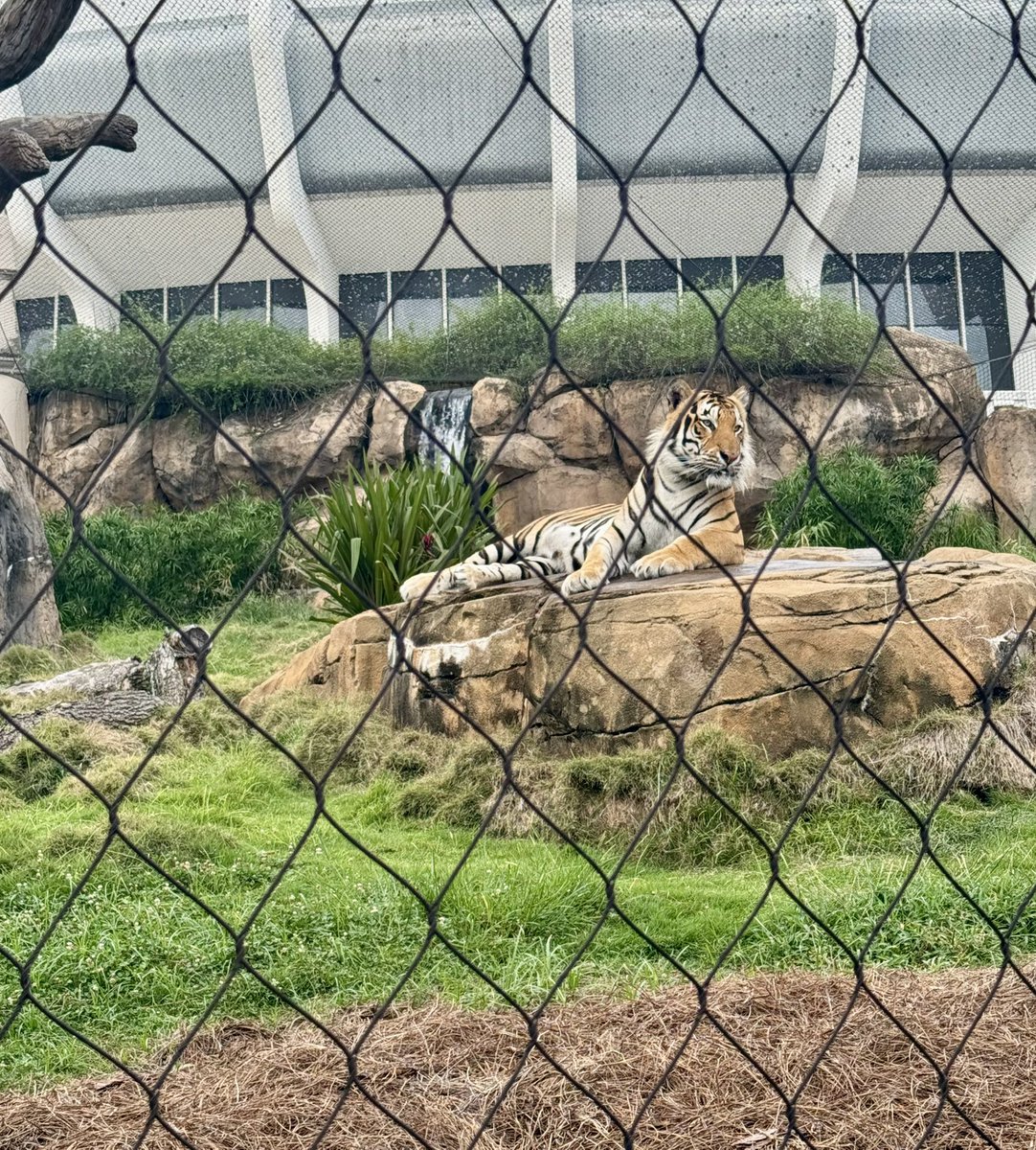 AezeaM12's tweet photo. Had the privilege of touring LSU with our girl @ciella_pickett what a blessing! 
Even caught a glimpse of MIKE the Tiger. https://t.co/07AwQGLcNg