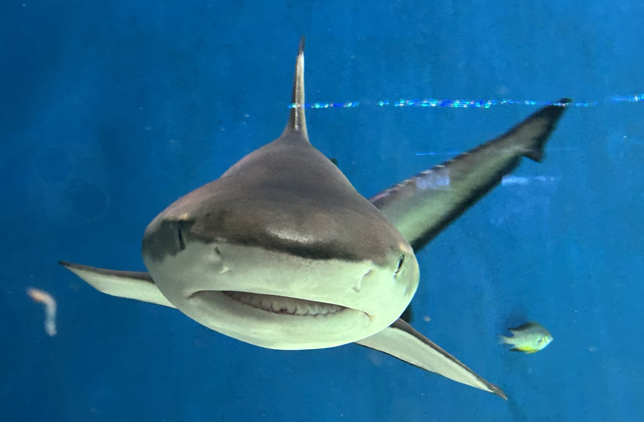 剥製魚 ブラックチップシャーク ツマグロ 50cm 剥製魚 ブラックチップシャーク ツマグロ 50cm