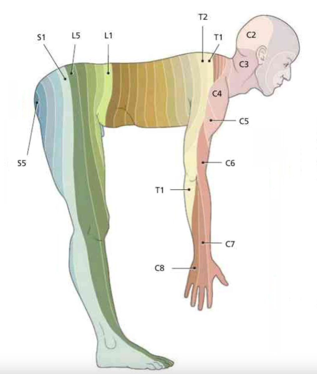 PasionAnatomia's tweet photo. Los #dermatomas son áreas de la #piel en forma de bandas que reciben la inervación sensitiva de un #NervioEspinal ( #SegmentoMedular)
📚Prometheus. Atlas de Anatomía. Gilroy https://t.co/gK1i7SCyoe