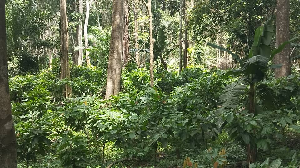 Imagine a world without the lush canopies of the Congo and Amazon forests. A world where we can only watch documentaries and movies to catch a glimpse of these natural wonders. Let's work together to prevent this from happening! Did you know that the Congo Basin is home to 10% of