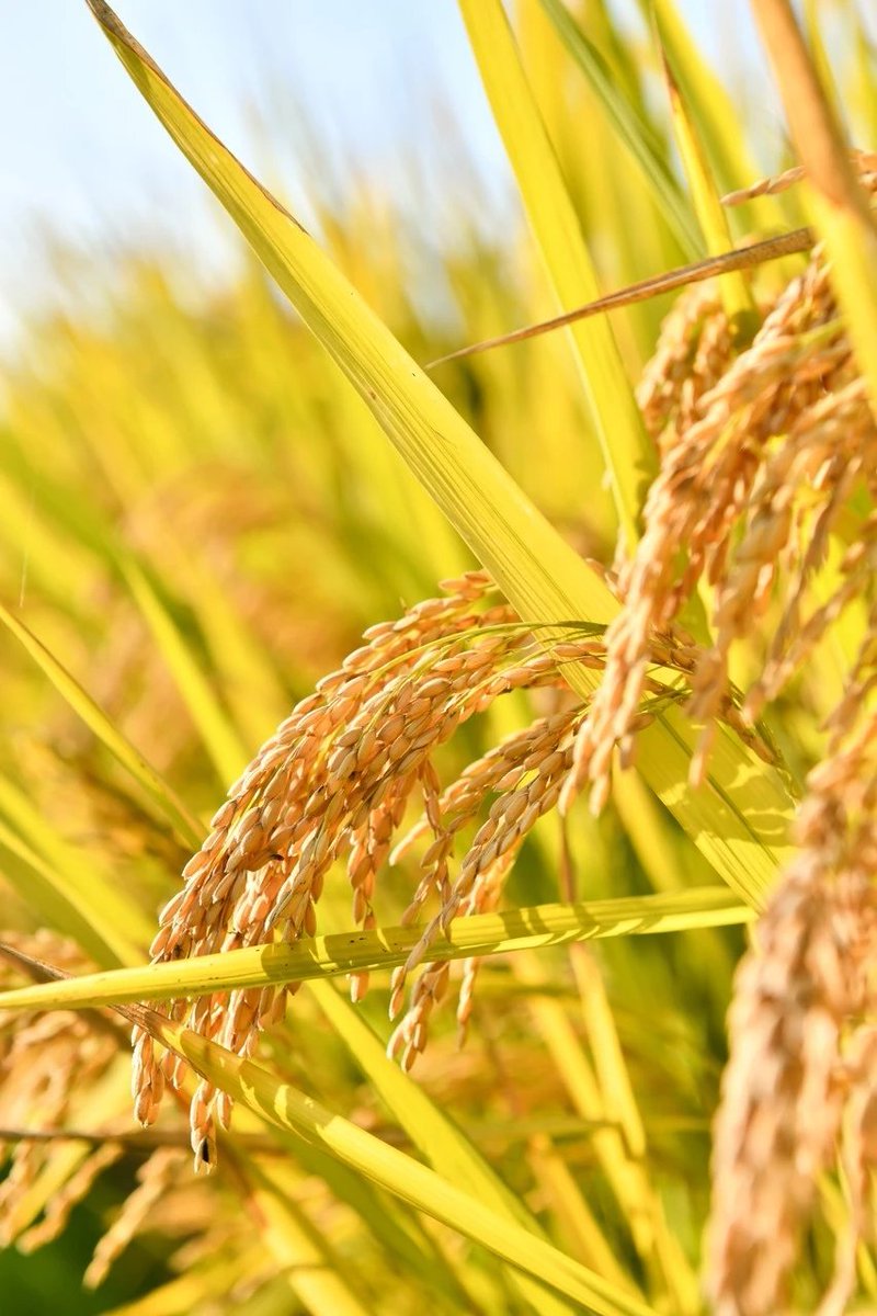 黍稷稻梁，纷纷成熟五谷丰登，美不胜收暑气消退，广袤的田野步入“稻花香里说丰年”的阶段丰收图景已近在眼前