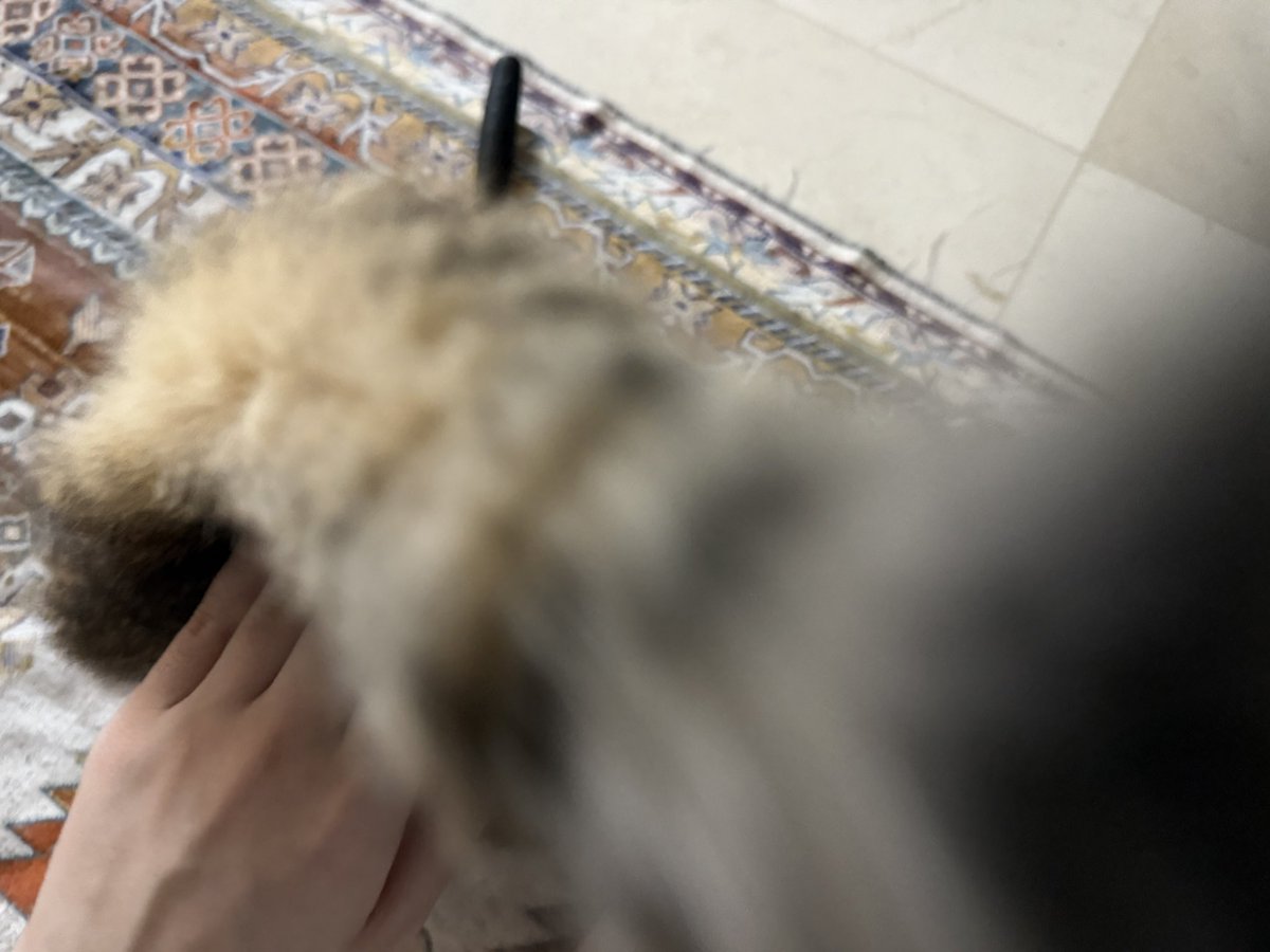 꼬리로 카메라를 때려보세요 철썩