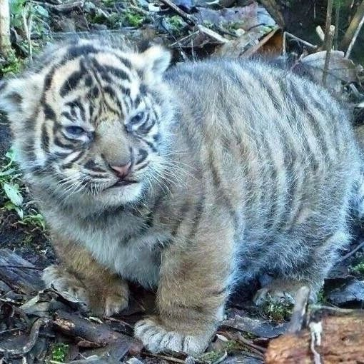 Punch Cat (@punchingcat) on Twitter photo 