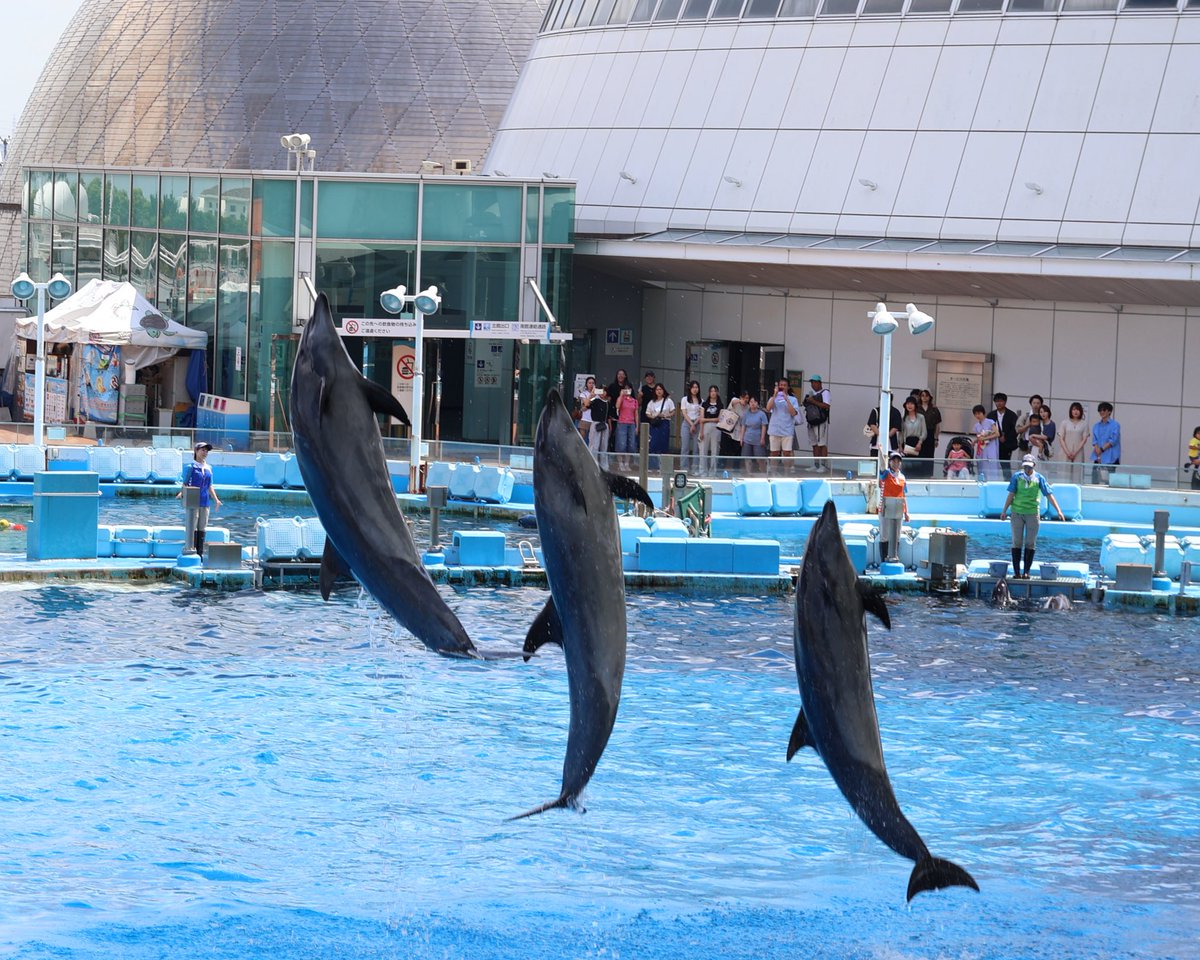 a_chan__Orca's tweet photo. 2025/08/23
🐬①

今日は，シャチ以外もちゃんと撮りましたよっ

#名古屋港水族館
#イルカ
#バンドウイルカ
#カマイルカ
#BLUEECHO https://t.co/HoyFiBmwlO