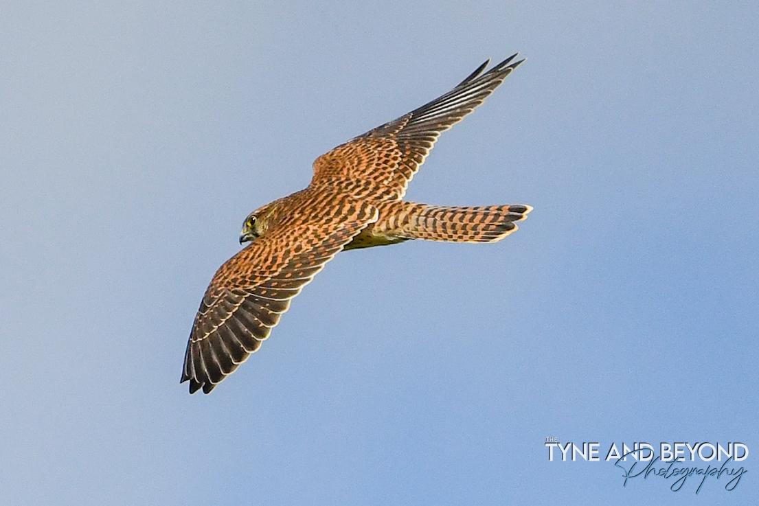 Kestrel