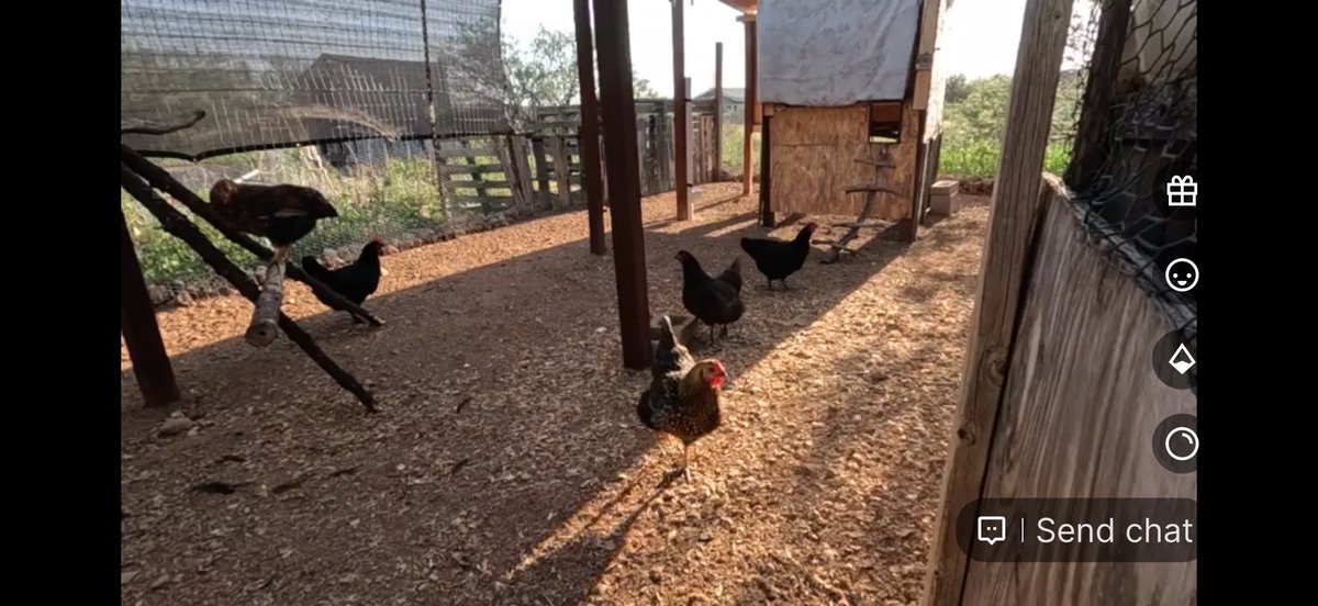 Saturday morning chickens!