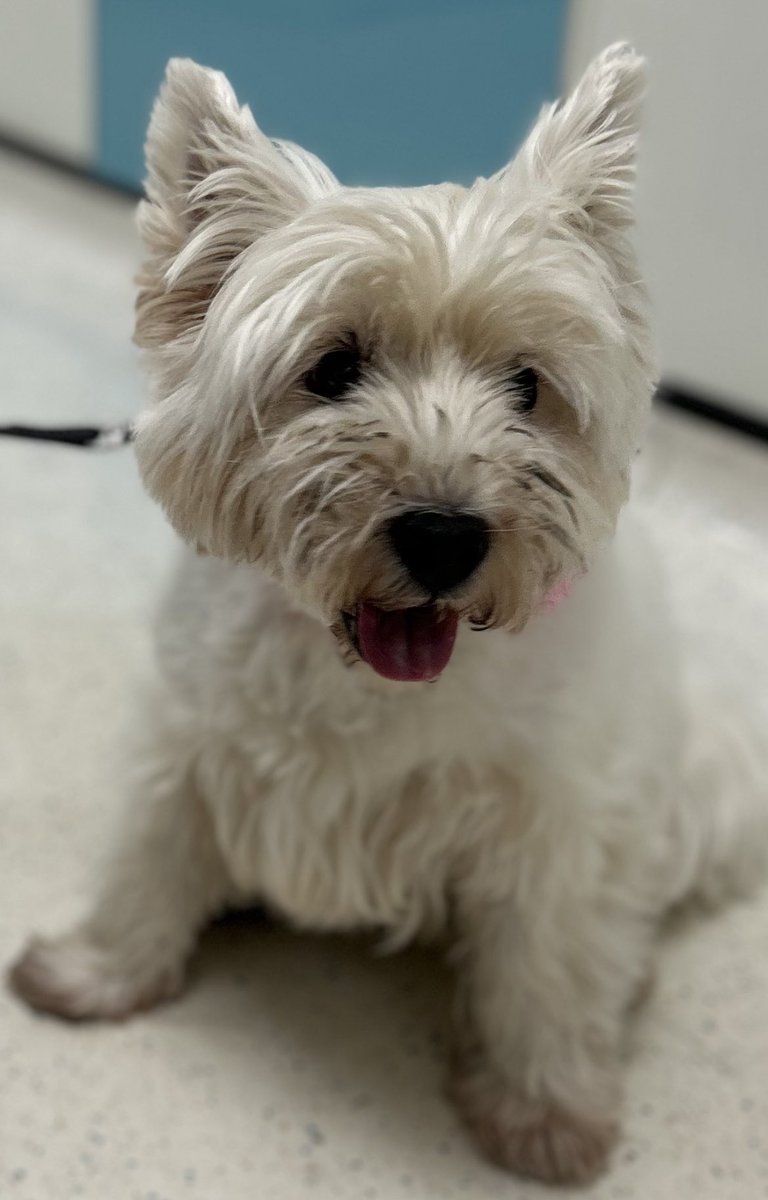 Have I been through the mill with this one the last few days .. she’s in the doggy hospital … and I feel like my right arm is missing … 😩

#furbaby #dogs #poorly