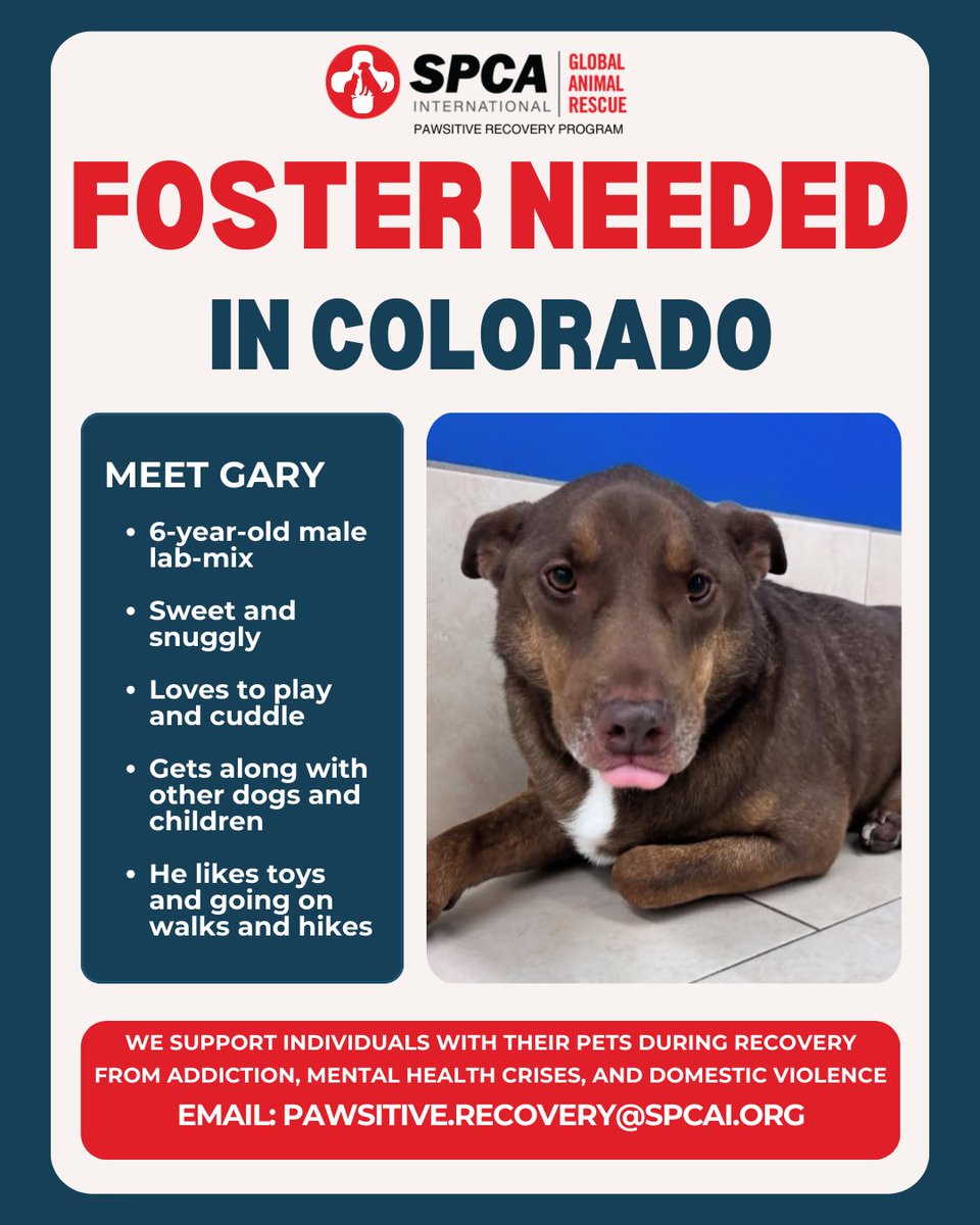 SPCA International (@spcaint) on Twitter photo 🐾 Foster Needed in Denver! Meet Gary, a sweet 6-year-old lab mix! 💕 He loves cuddles & walks. Can you foster him? 📩 Email: pawsitive.recovery@spcai.org #SPCAI #PAWsitiveRecovery #FosterNeeded #DenverPets #AnimalWelfare #FosterLove #DogsofColorado #RescueDog #SPCAInternational 🐾 Foster Needed in Denver! Meet Gary, a sweet 6-year-old lab mix! 💕 He loves cuddles & walks. Can you foster him? 📩 Email: pawsitive.recovery@spcai.org #SPCAI #PAWsitiveRecovery #FosterNeeded #DenverPets #AnimalWelfare #FosterLove #DogsofColorado #RescueDog #SPCAInternational