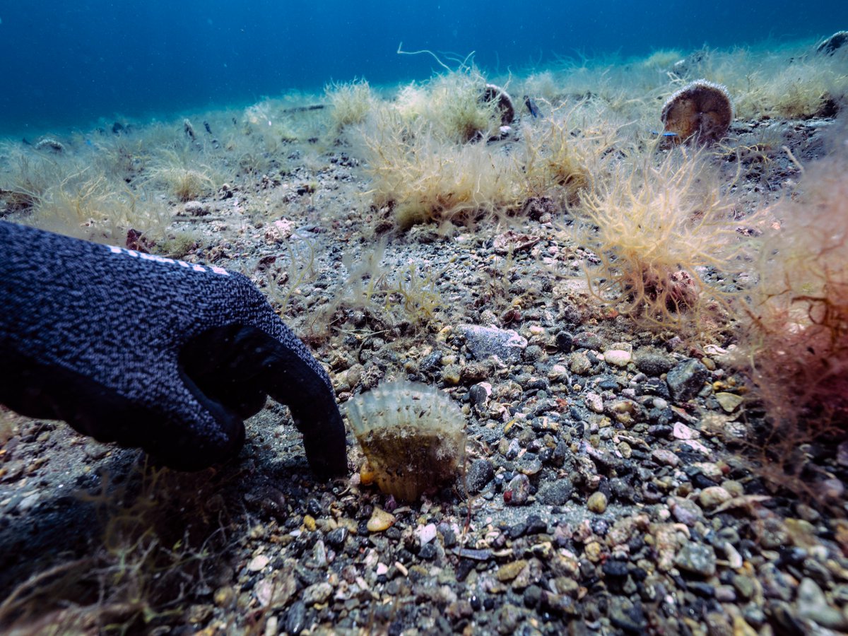 MARMARA'NIN KALBİNDEKİ UMUT: BEBEK PİNA!

PİNA-İZ Projesi kapsamında Mayıs ayında kurduğumuz izleme istasyonunun ilk bebek pinasını görüyorsunuz! Boyu henüz 5 cm civarında. Müsilaj sonrası gelip buraya tutunmuş. Eğer bir müdahale olmazsa ömrünün sonuna kadar burada yaşayacak.