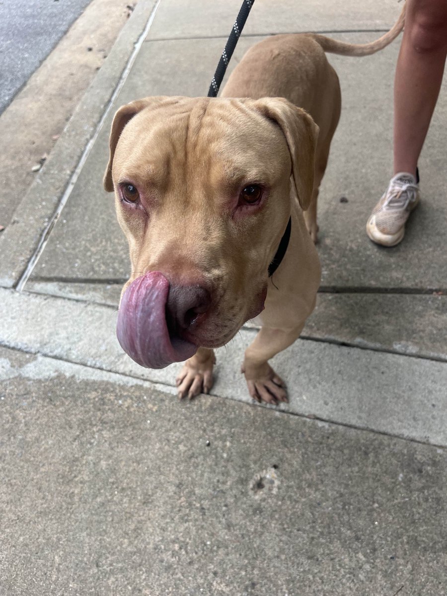 Columbus State Softball (@csucougarssb) on Twitter photo Rumor has it <a href="/PAWSHumane1/">Paws Humane Society</a> that this is <a href="/BradHuskisson/">Brad Huskisson</a> . Snorting, coughing, stubborn, hard headed and having his own schedule <a href="/ColumbusState/">Columbus State University</a> <a href="/CSUCougars/">Columbus State Cougars</a>
#DayofService Rumor has it <a href="/PAWSHumane1/">Paws Humane Society</a> that this is <a href="/BradHuskisson/">Brad Huskisson</a> . Snorting, coughing, stubborn, hard headed and having his own schedule <a href="/ColumbusState/">Columbus State University</a> <a href="/CSUCougars/">Columbus State Cougars</a>
#DayofService