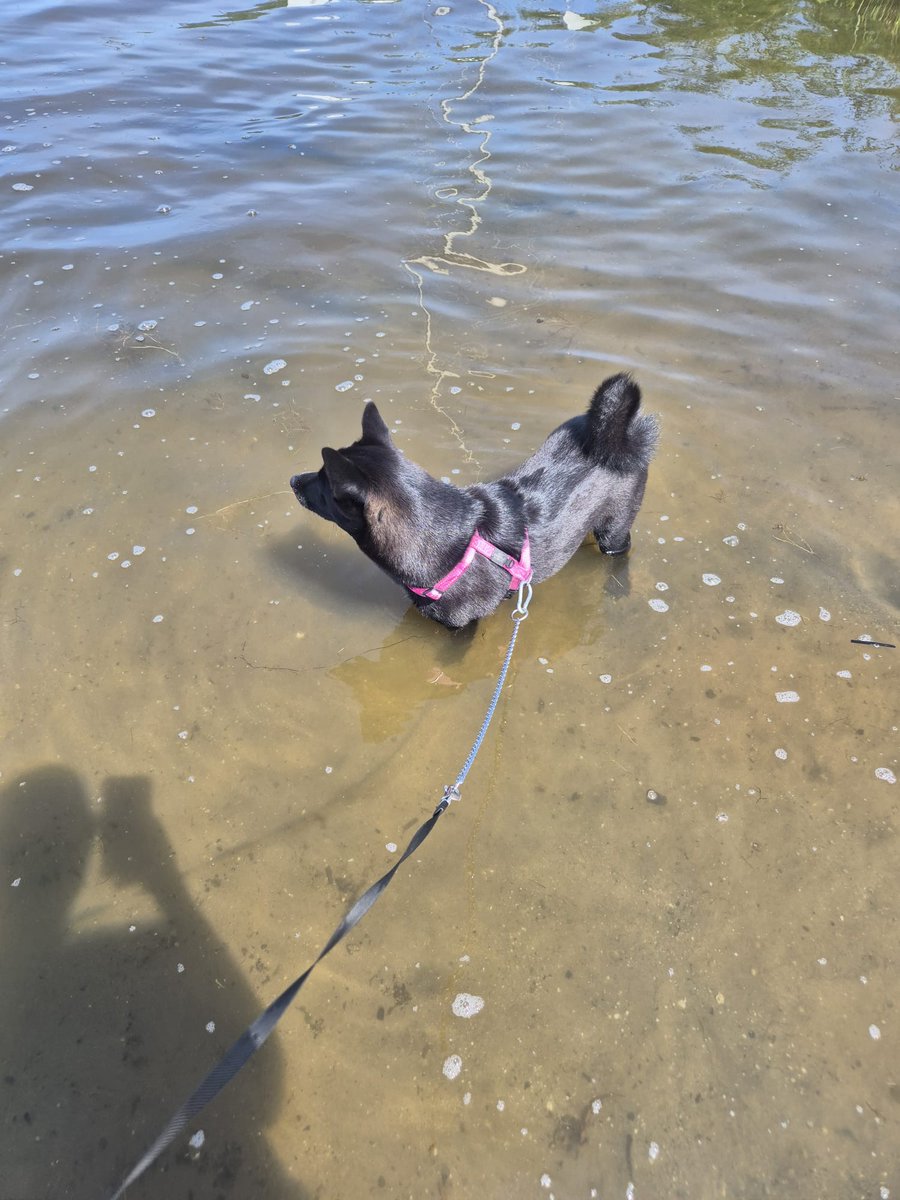 RT aub! 🙏 Dank namens TYLA ❤️

Tyla is een ontzettend knappe, lieve, nieuwsgierige, eigengereide, slimme, sociale Shiba Inu x Pomsky teefje van 9 maanden. Volledig gevaccineerd en gechipt en weegt 11 kilo. Tyla is nog niet gesteriliseerd, ze is pas voor de eerste keer loops