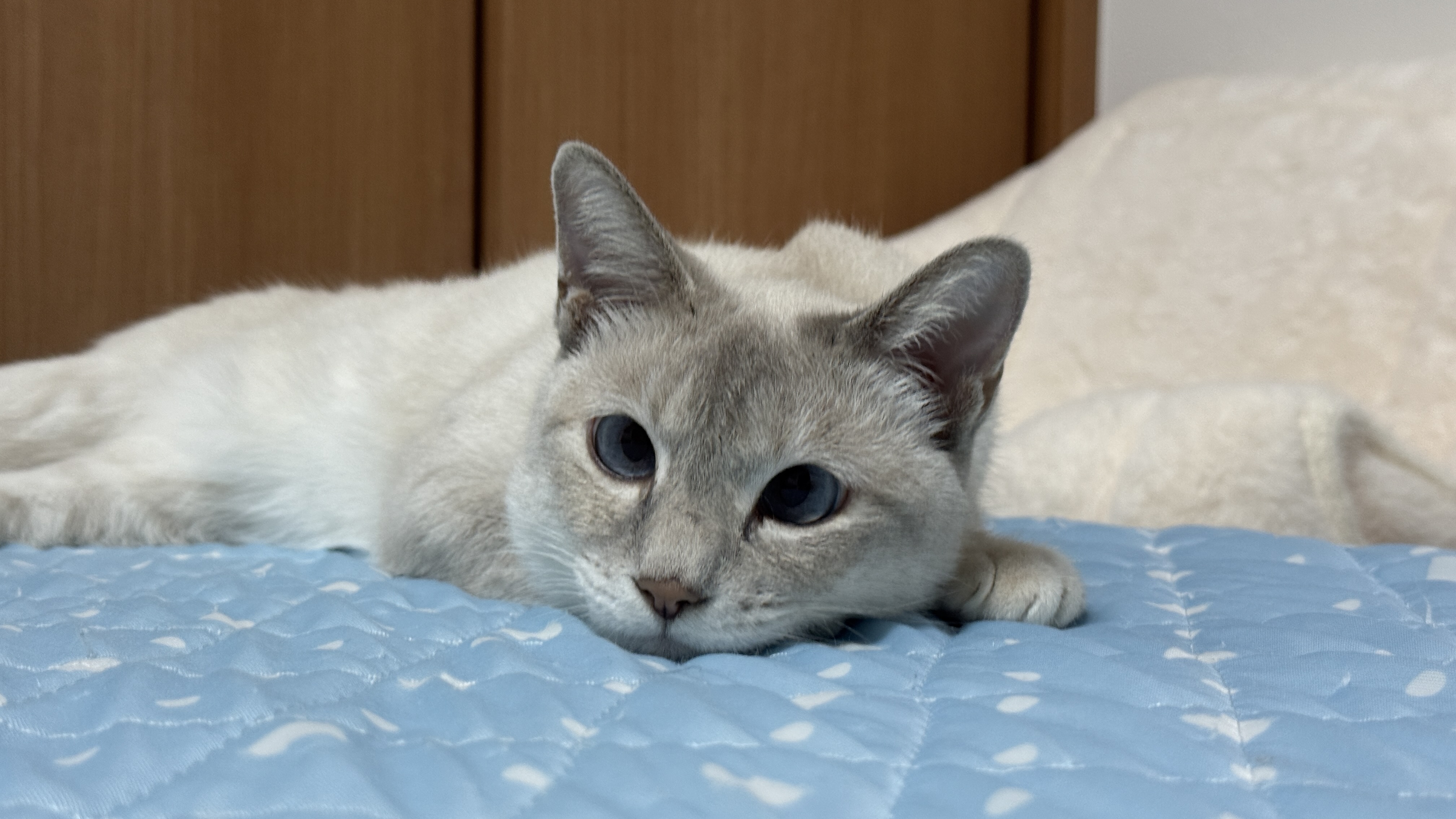 猫 五十嵐健太@飛び猫®︎ on X: 