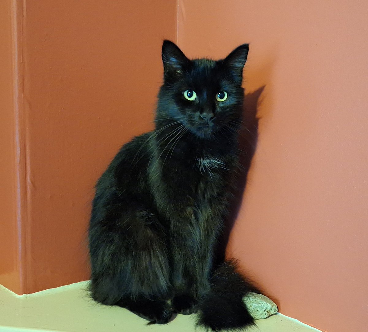 Flea treatment today. She did not take it well and I now have a few scratches in places a floor-level cat should not be able to reach!