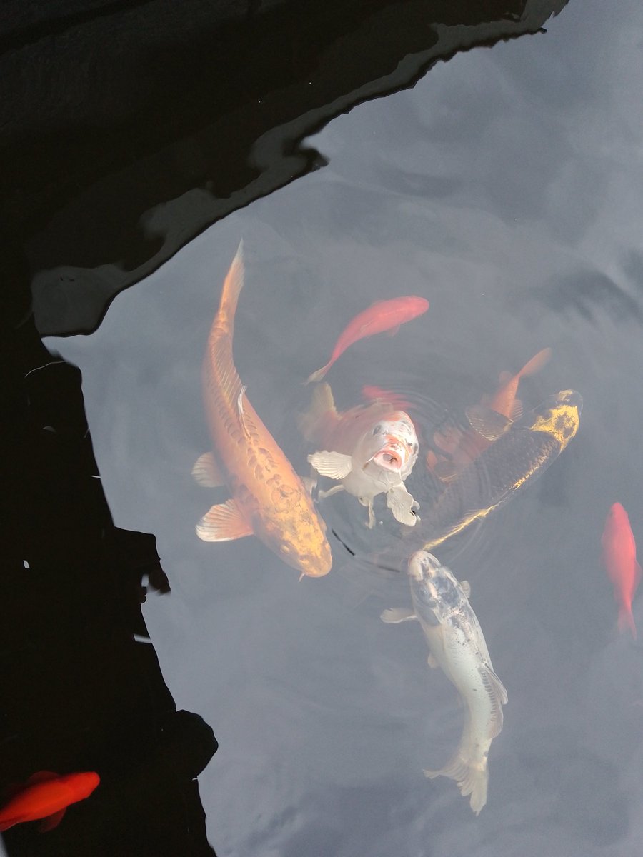 Bullfish tweet media