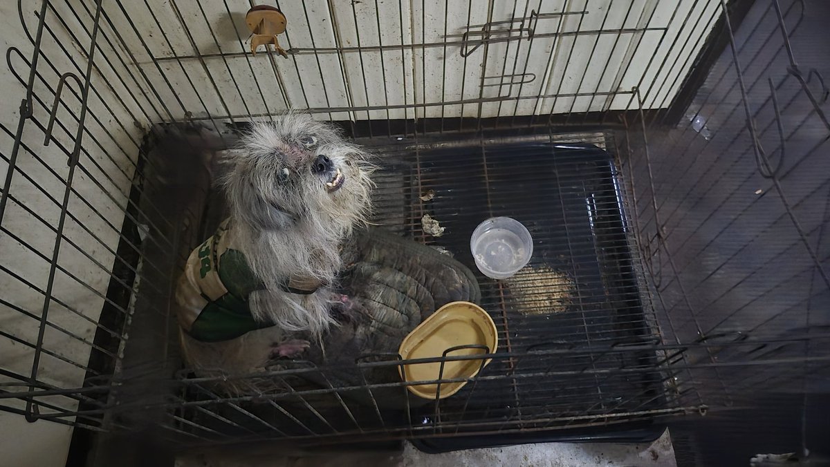 fondforskz's tweet photo. hi guys!

baka meron naghahanap ng doll clothes for skzoo teddy.

funds will be used for dog rescue, we have a dog from our neighbor na need ng immediate rescue, i am low on funds din kasi since i have a senior dog na need ng medication.

tw / cw dog abuse https://t.co/X5N9AqItjo