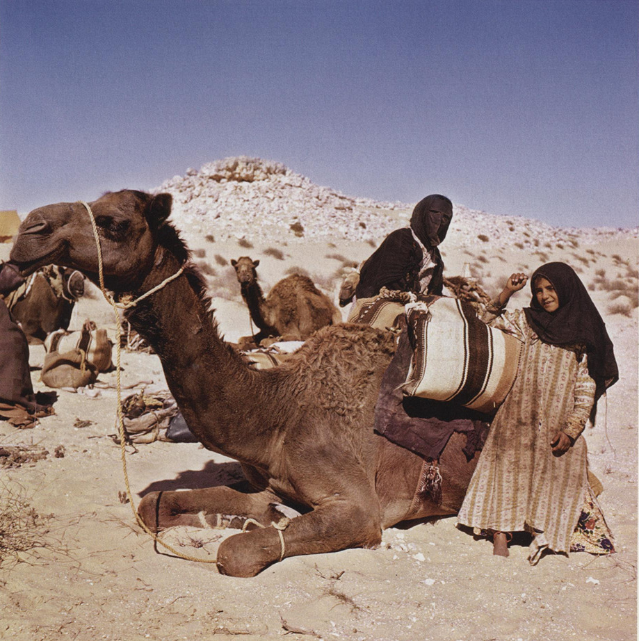 smsoomahh's tweet image. Loading a camel. The al-Murrah moves extend into Saudi Arabia and towards the Emirates. I scanned the photo from the book The Danish Expedition to Qatar, 1959