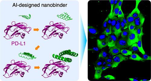 Biology+AI Daily (@biologyaidaily) on Twitter photo Computationally Designed Nanobinders as Affinity Ligands in Diagnostic and Therapeutic Applications <a href="/JCIM_JCTC/">JCIM & JCTC Journals</a>
1. A groundbreaking study by Jeon et al. introduces the use of computationally designed nanobinders (DNBs) as a novel alternative to antibodies for detecting protein Computationally Designed Nanobinders as Affinity Ligands in Diagnostic and Therapeutic Applications <a href="/JCIM_JCTC/">JCIM & JCTC Journals</a>
1. A groundbreaking study by Jeon et al. introduces the use of computationally designed nanobinders (DNBs) as a novel alternative to antibodies for detecting protein