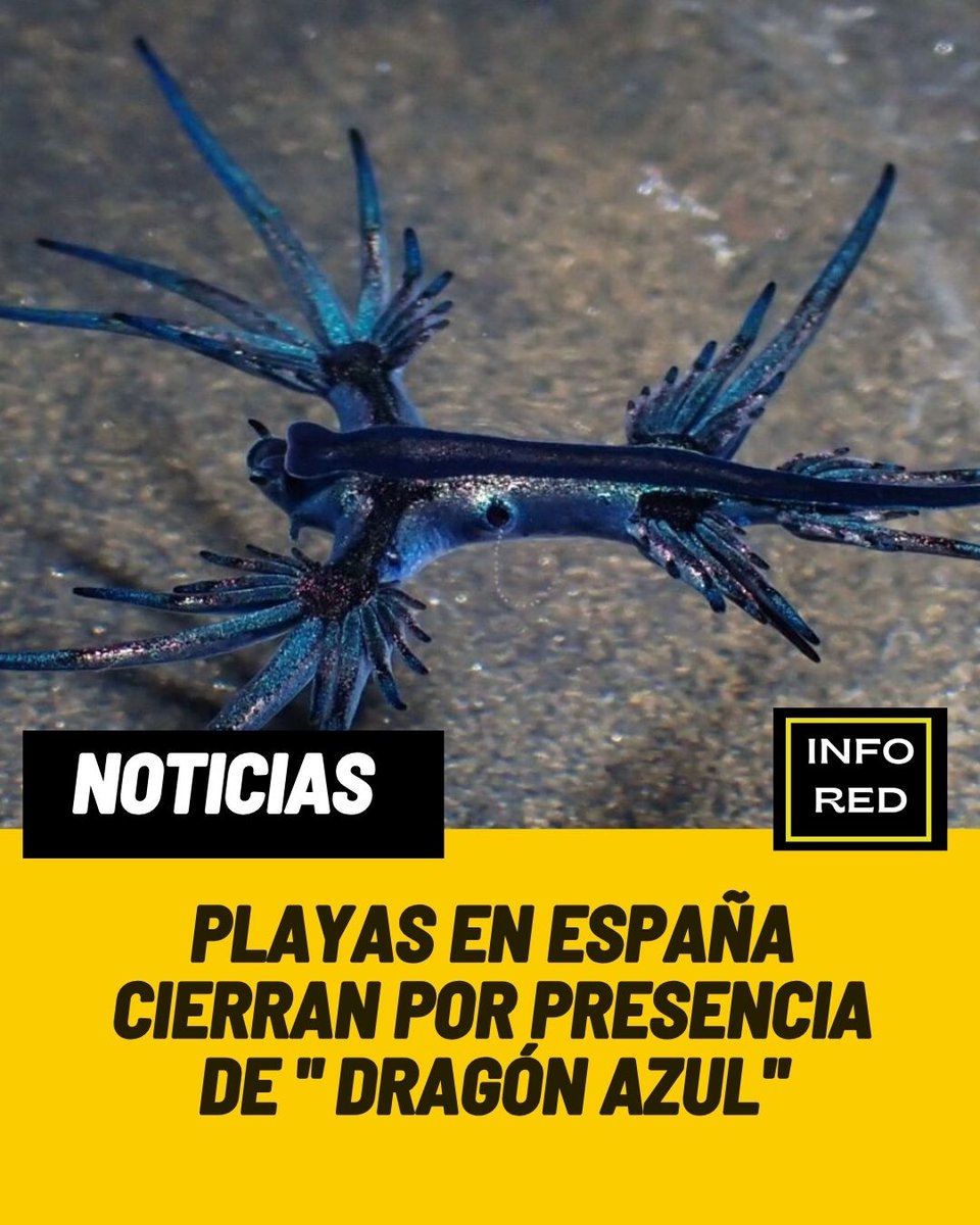 Infored_ecuador's tweet photo. Este viernes ,  las autoridades de Guardamar del Segura,  España, cerraron sus playas,  tras detectarse ejemplares de 'dragón azul'. 

Vía @Sambonews_ecu

#internacionales #ULTIMAHORA #UltimoMomento #dragonazul
                    https://t.co/dpUSufJFa1 https://t.co/pvDJDPjAxO