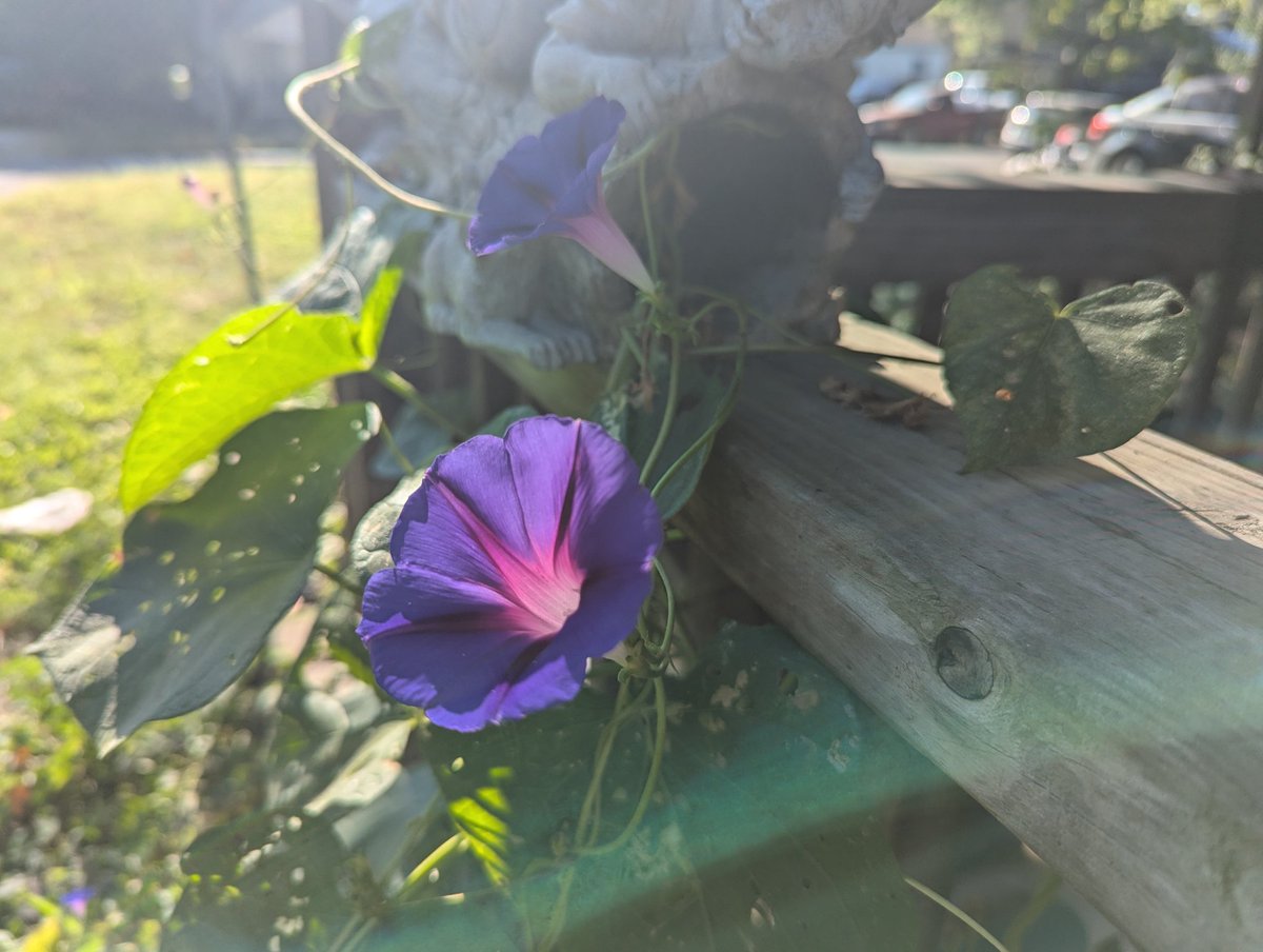 Beautiful Morning Glories this morning 🥹💜🌺💞 #FlowersOnX #FlowerPhotography #photography #morningglories